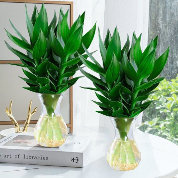 Lucky Bamboo - Image 2