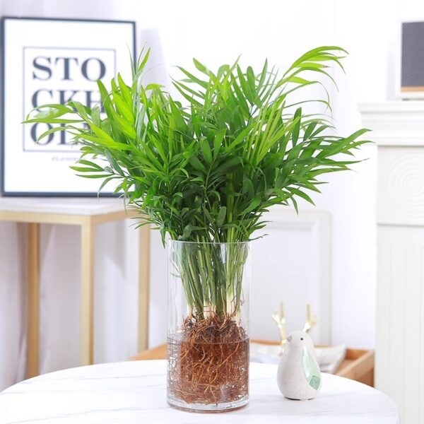 Pygmy Date Palm Hydroponic Plant - Image 2