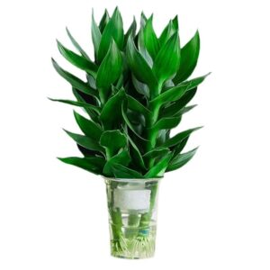 Lucky Bamboo