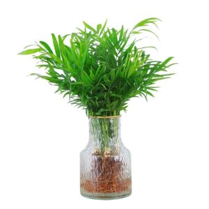 Pygmy Date Palm Hydroponic Plant