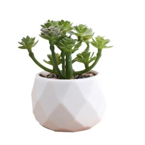 Faux Succulent Plant